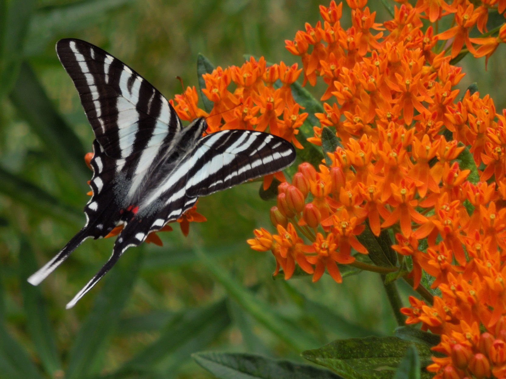 Pollinators